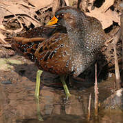 Spotted Crake