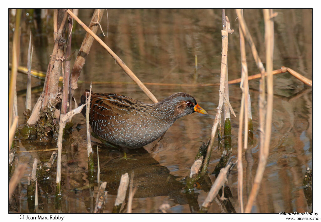 Spotted Crake, identification