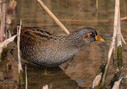 Spotted Crake