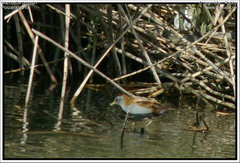 Marouette poussin mâle, identification