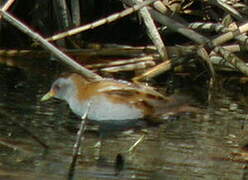 Little Crake