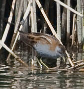 Little Crake