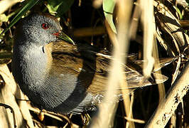 Little Crake