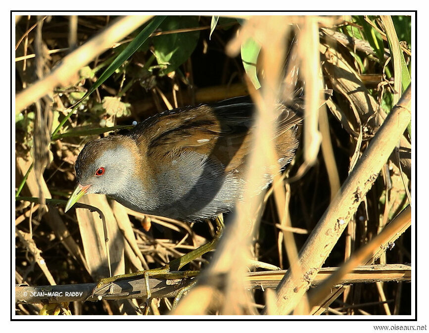 Marouette poussin mâle, identification