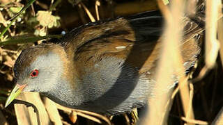 Little Crake