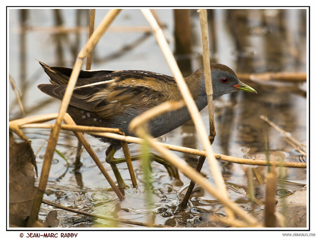 Little Crake male, identification