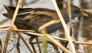 Little Crake