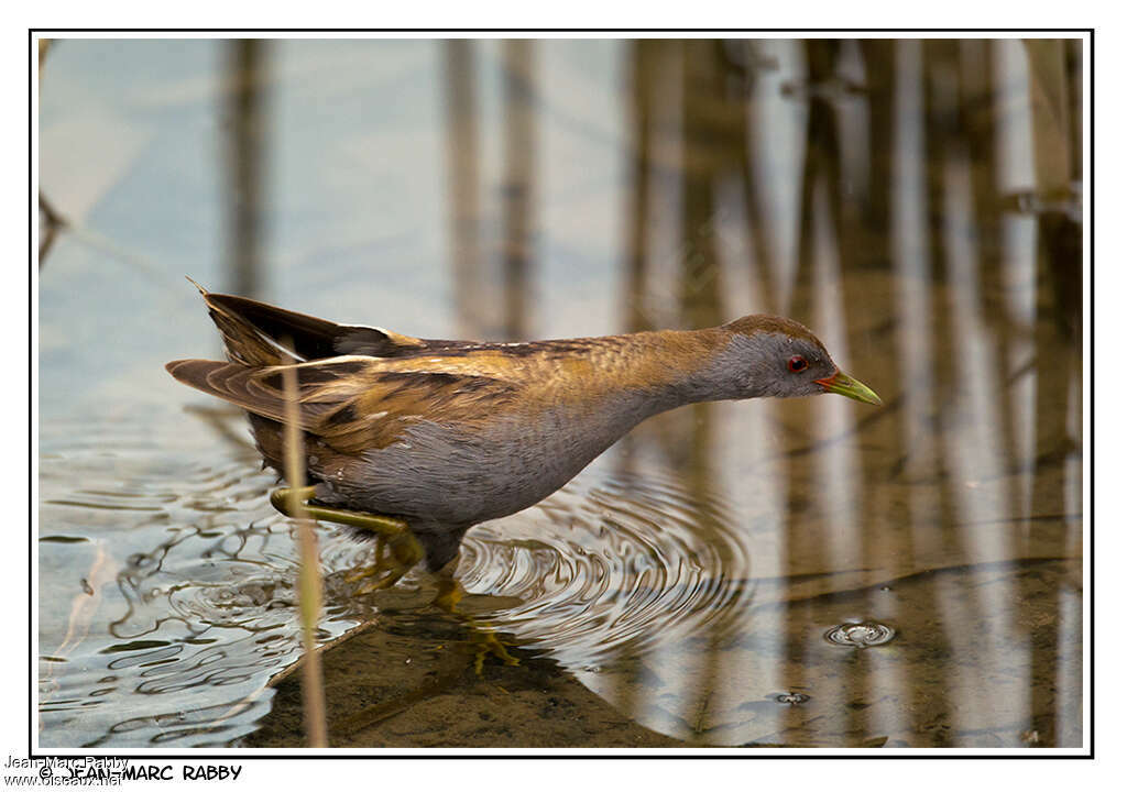 Little Crake male