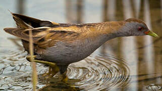 Little Crake