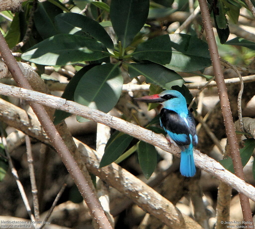 Blue-breasted Kingfisher