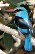 Blue-breasted Kingfisher