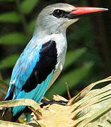 Woodland Kingfisher