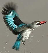 Woodland Kingfisher