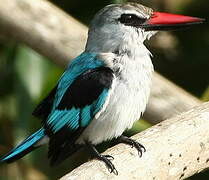 Woodland Kingfisher