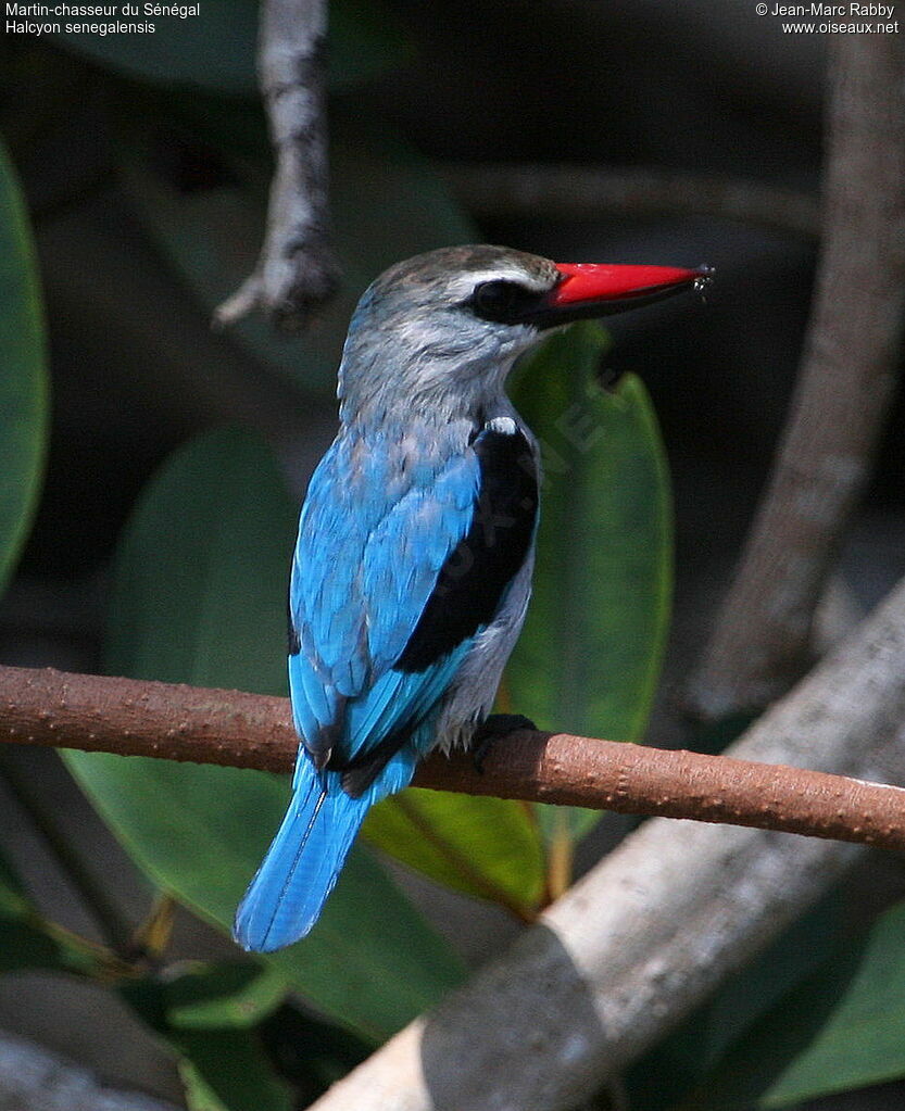 Martin-chasseur du Sénégal