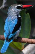 Woodland Kingfisher