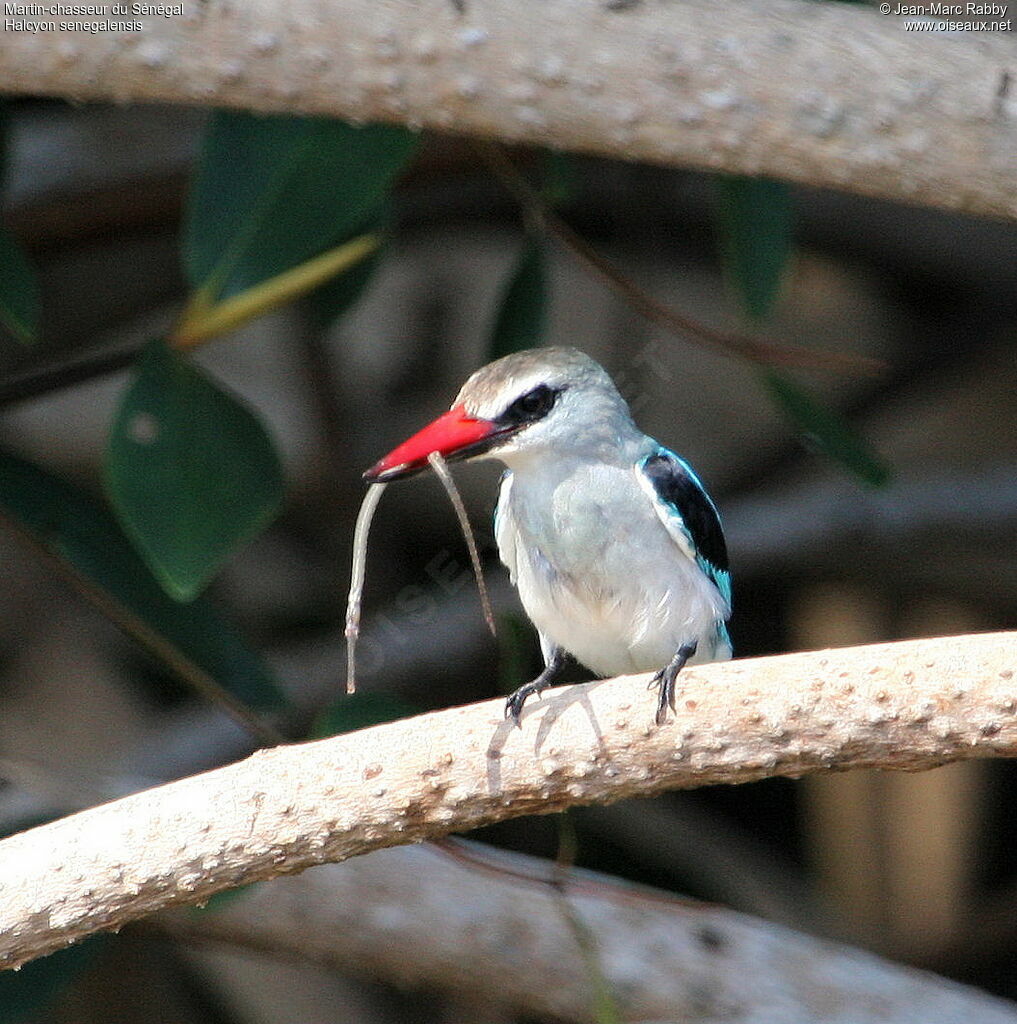 Woodland Kingfisher