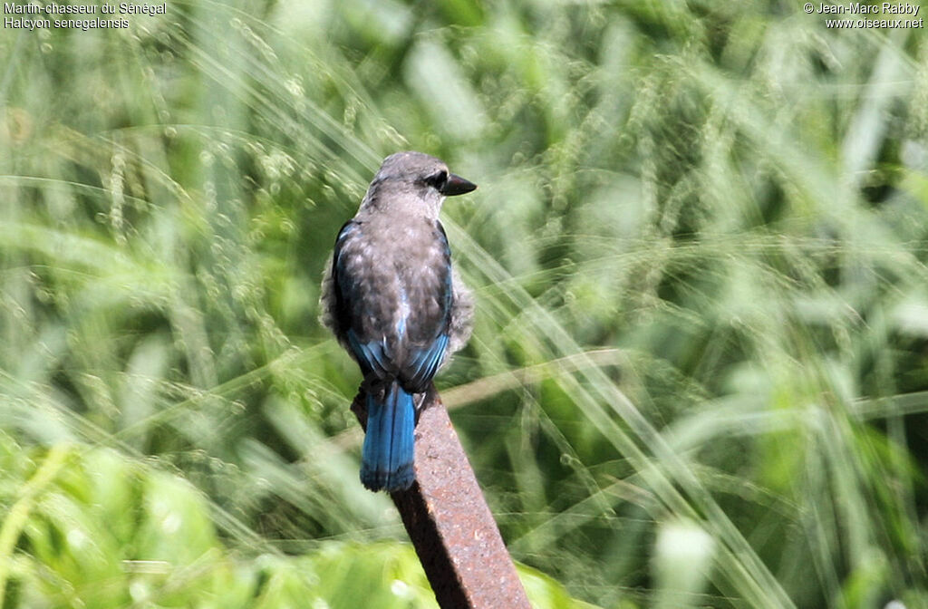 Woodland Kingfisher