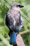 Woodland Kingfisher