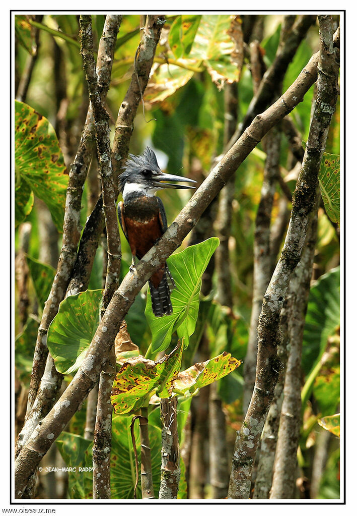 Martin-pêcheur à ventre roux, identification