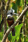 Ringed Kingfisher