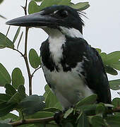 Amazon Kingfisher