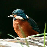 Common Kingfisher