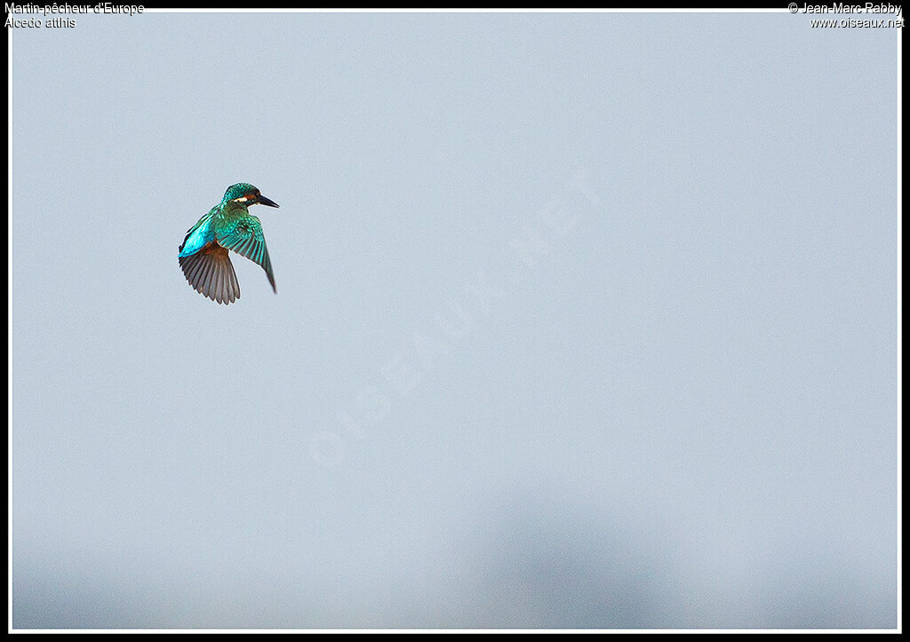 Common Kingfisher, Flight