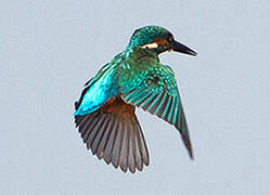 Common Kingfisher