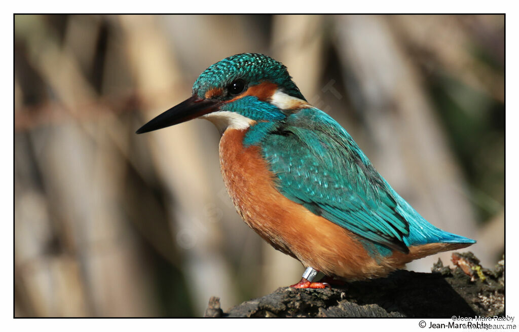 Common Kingfisher male, identification