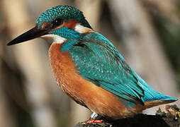 Common Kingfisher