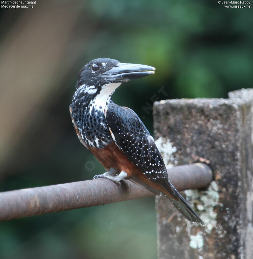 Martin-pêcheur géant femelle, identification