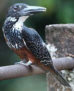 Giant Kingfisher