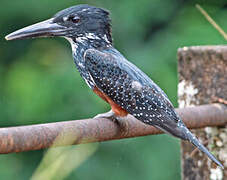 Giant Kingfisher