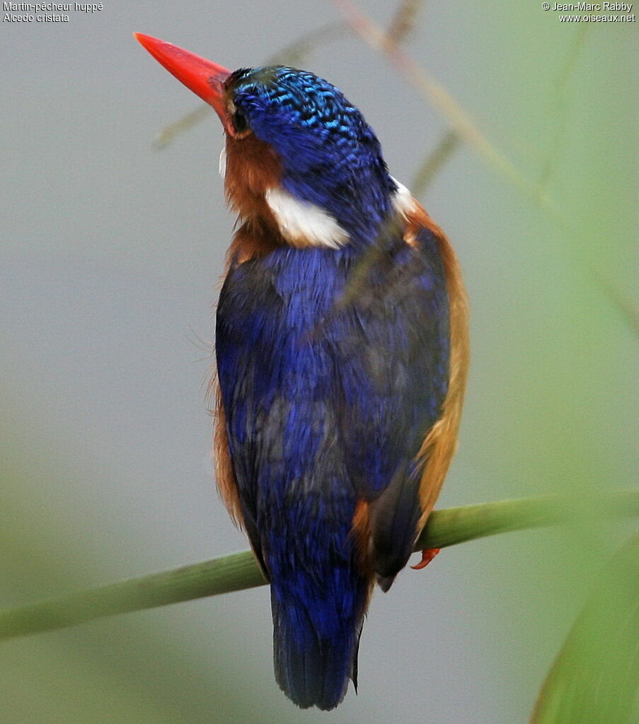 Martin-pêcheur huppé