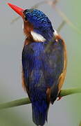 Malachite Kingfisher