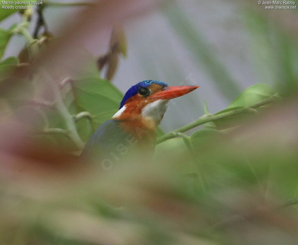 Martin-pêcheur huppé, identification