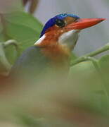 Malachite Kingfisher