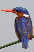 Malachite Kingfisher