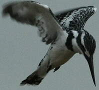 Pied Kingfisher