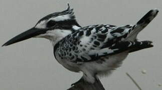 Pied Kingfisher