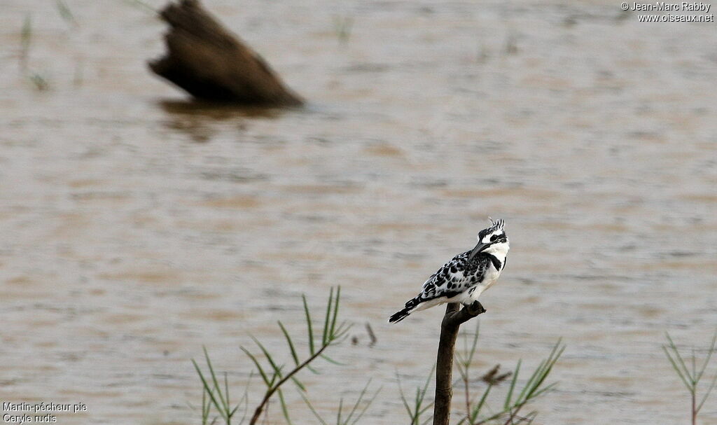 Pied Kingfisher, identification