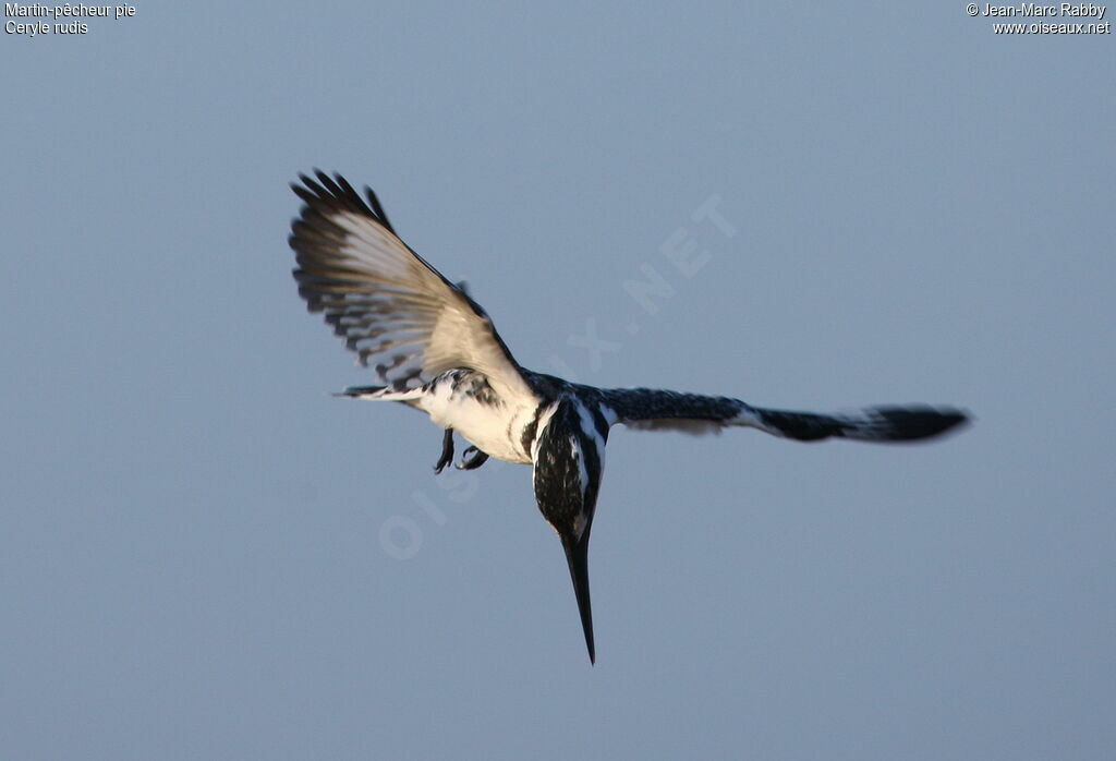 Pied Kingfisher, Flight