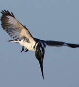 Pied Kingfisher