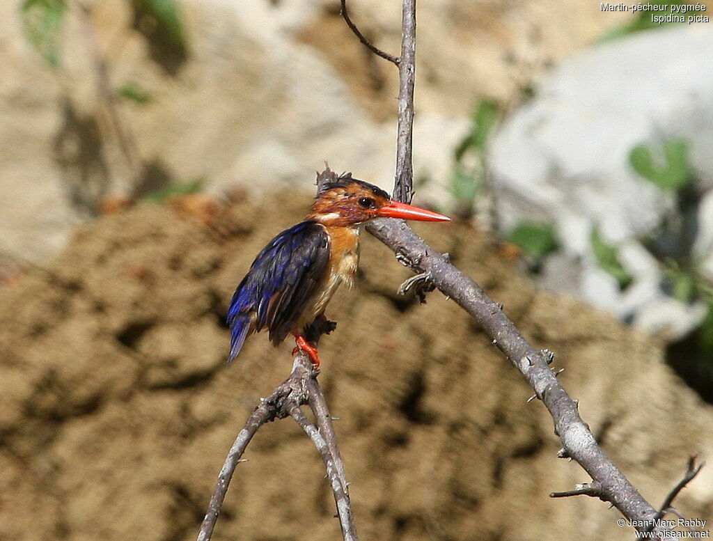 African Pygmy Kingfisher