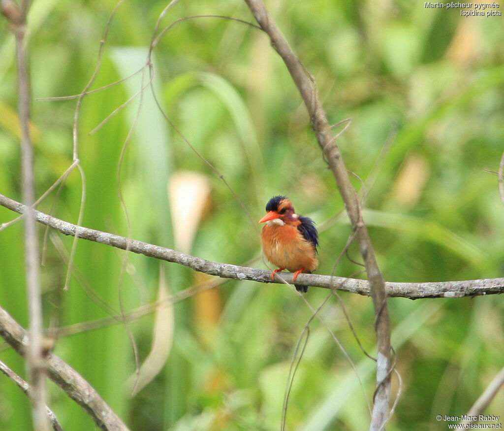 African Pygmy Kingfisher