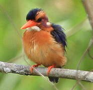 African Pygmy Kingfisher