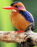 African Pygmy Kingfisher