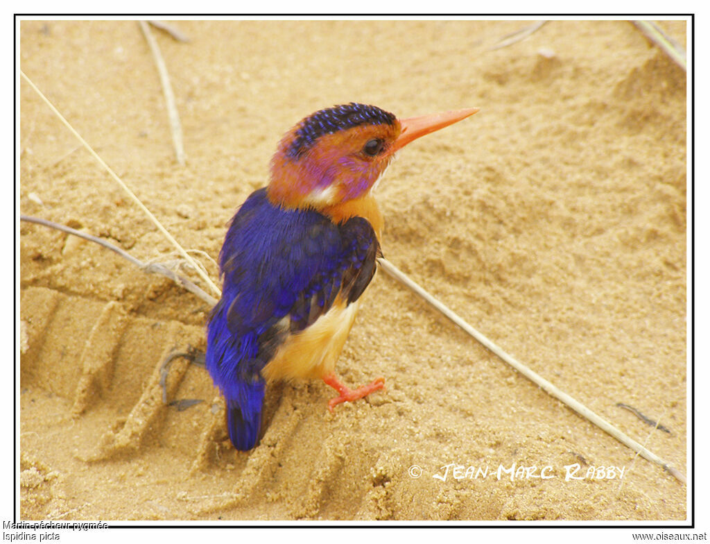 African Pygmy Kingfisher, identification