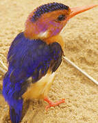 African Pygmy Kingfisher